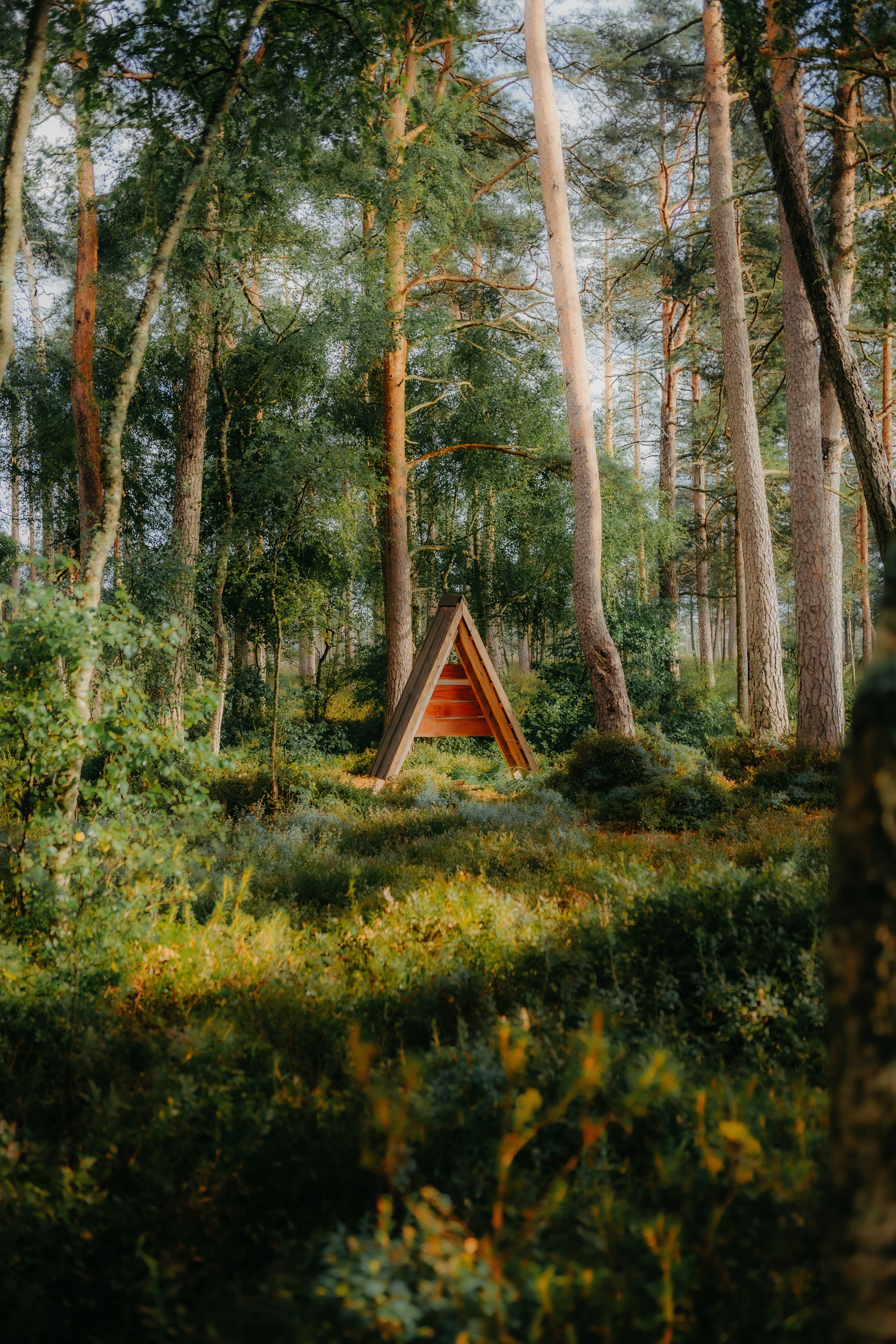 A quiet path through a sunlit forest
